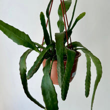 Load image into Gallery viewer, Orchid Cactus (Epiphyllum ) 6” hanging basket
