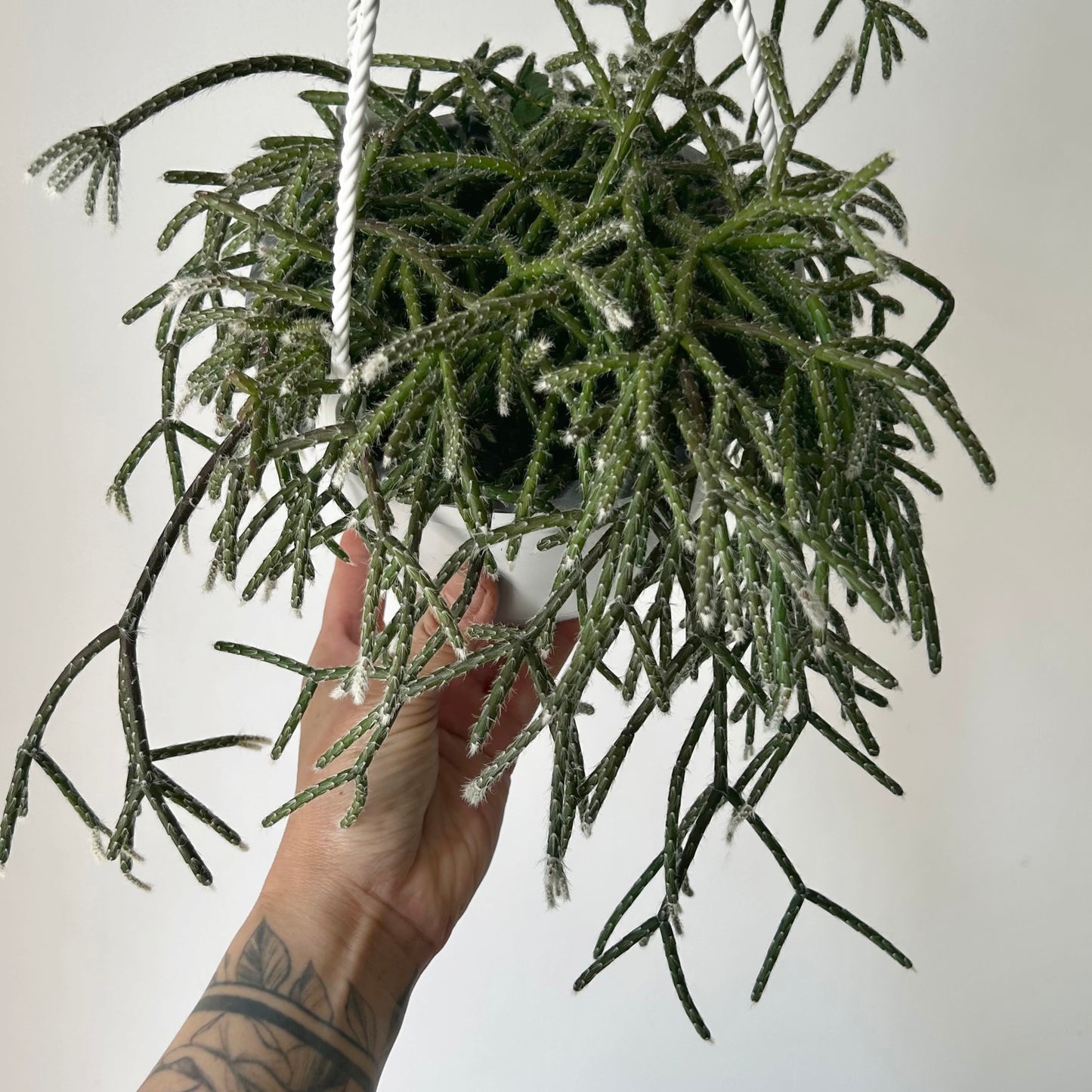 Hairy-Stemmed Rhipsalis (pilocarpa) 6” hanging basket