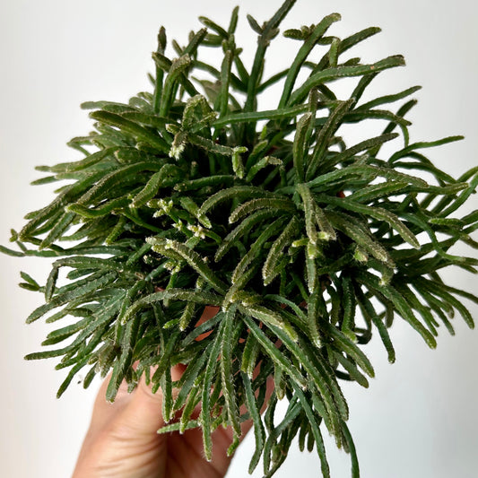 Rhipsalis prismatica 3.5”pot