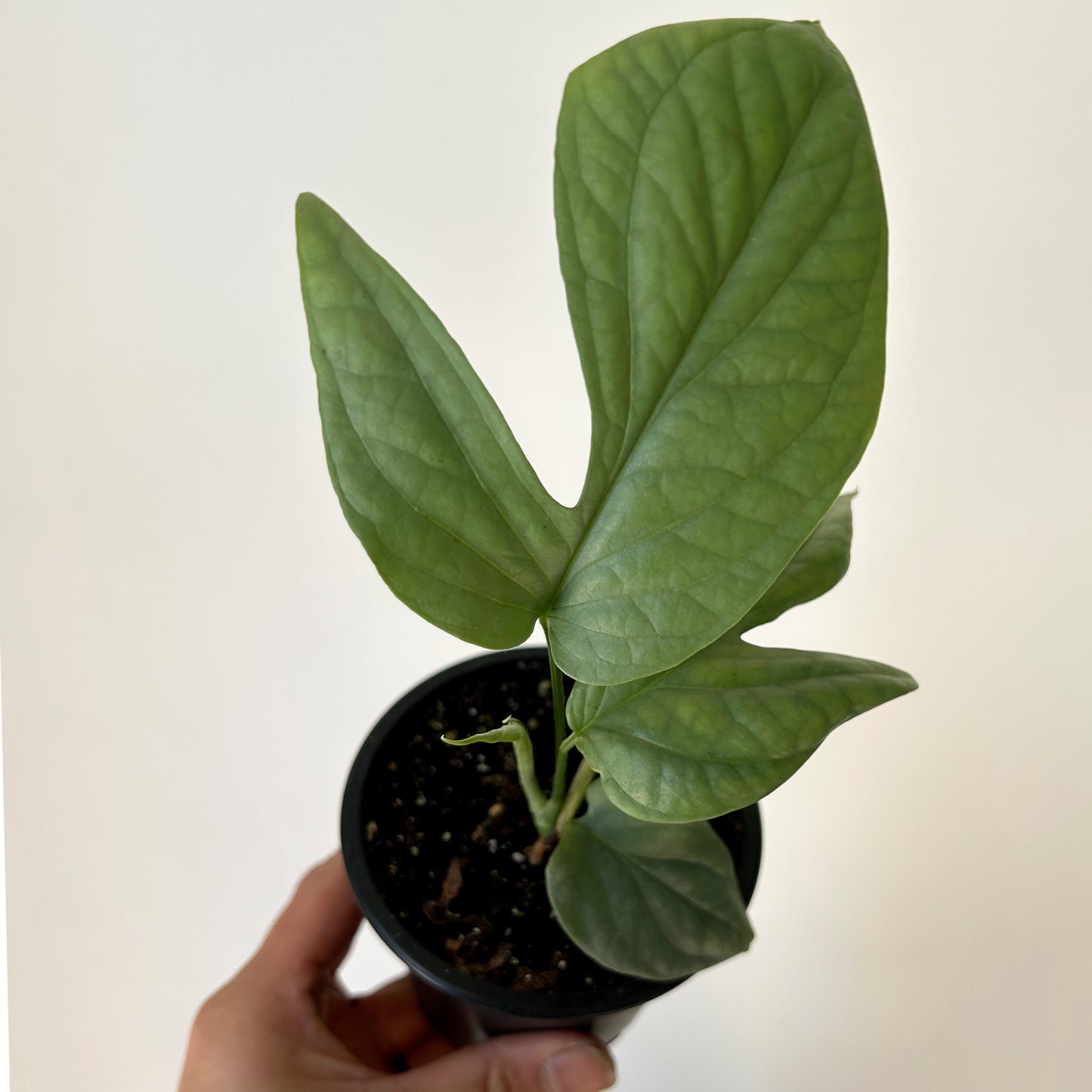 Amydrium Medium Silver 3.5”pot