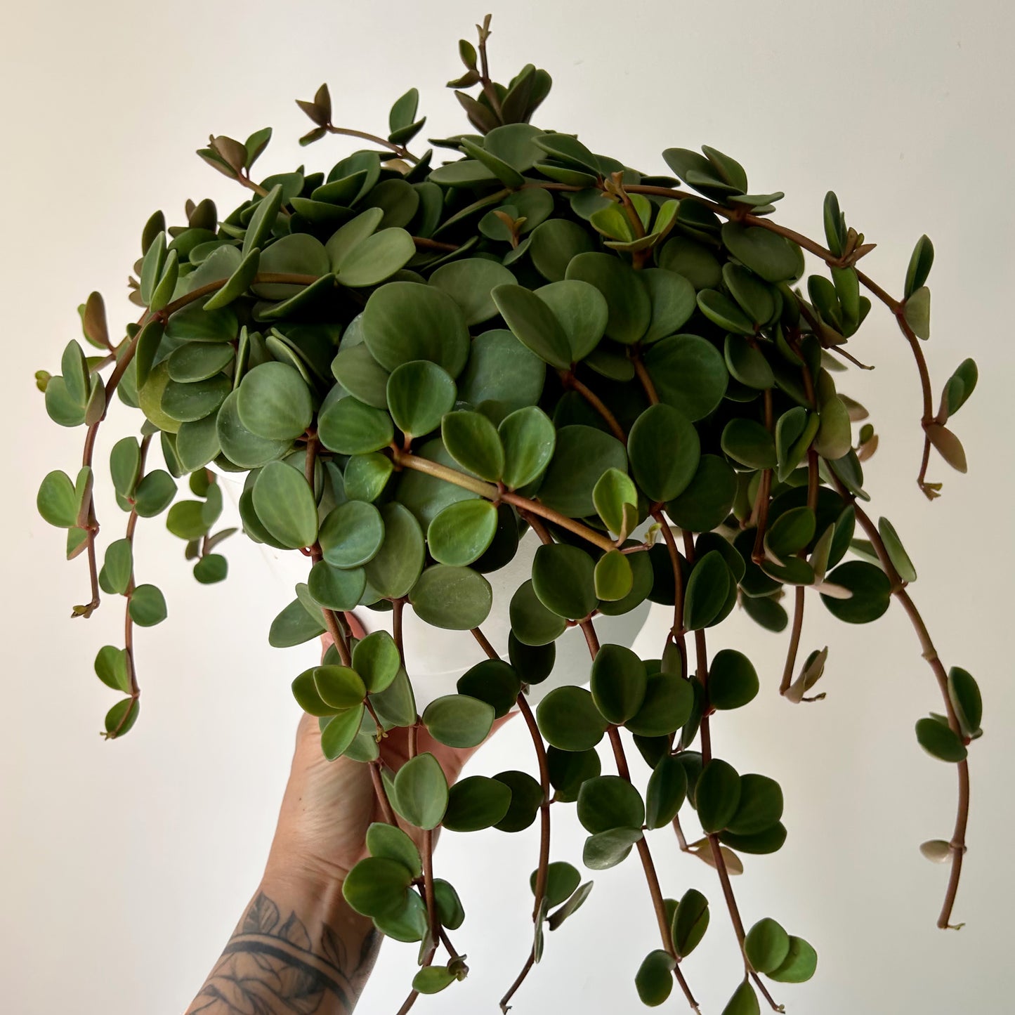 Peperomia "Hope" 8”hanging basket