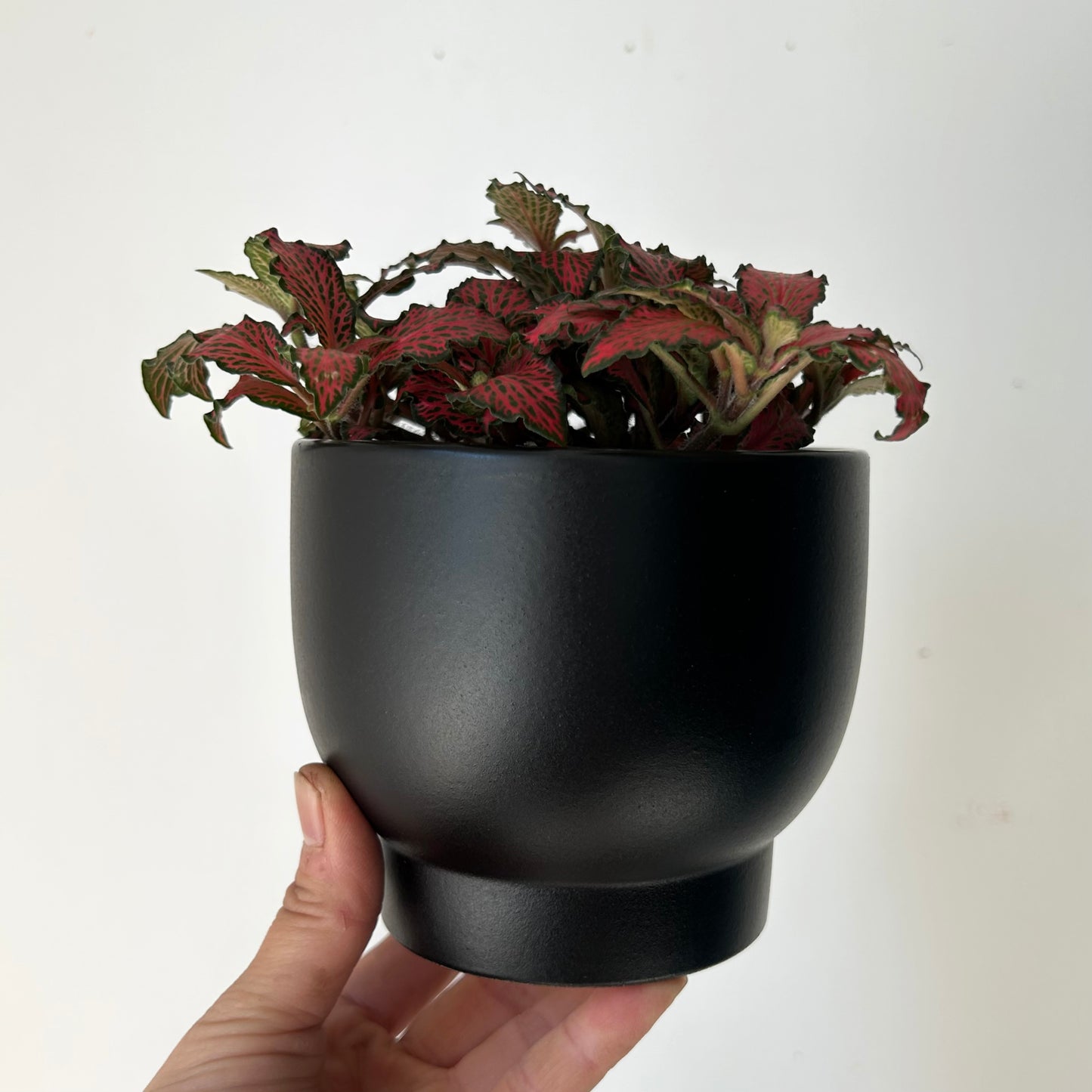 DARIA raised decorative planter (4”X3) MATTE BLACK