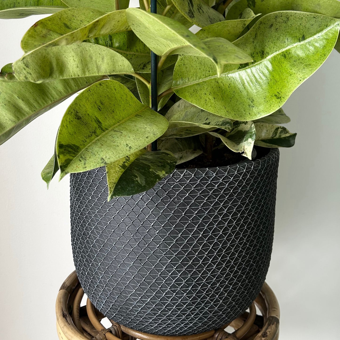 COMET Decorative Cement Pot (available in 3 sizes)