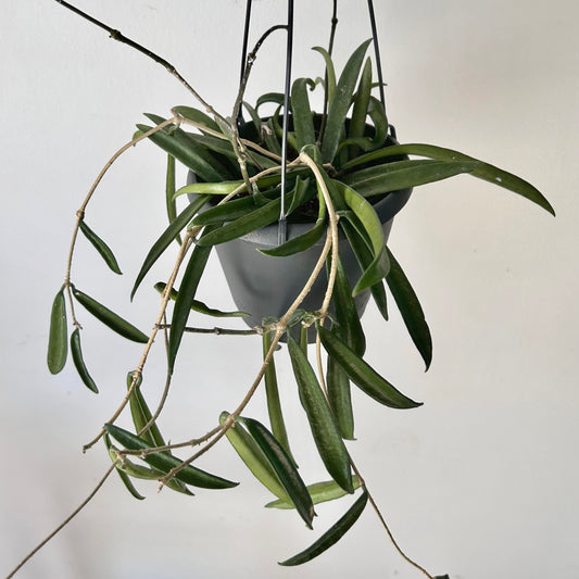 Hoya shepherdii 5”hanging basket