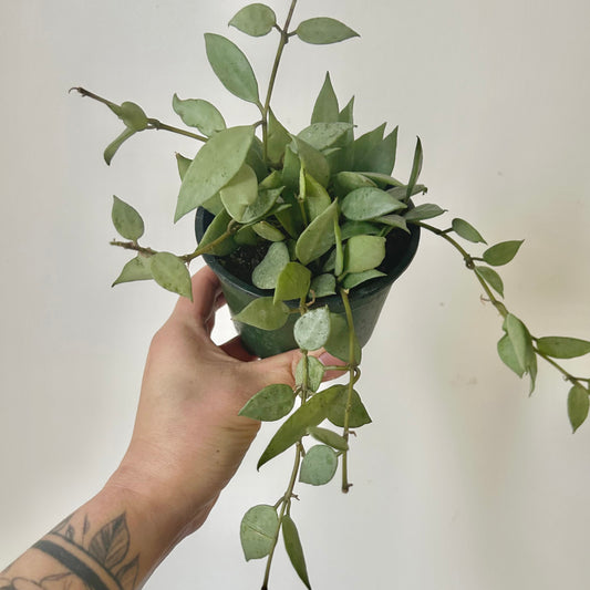 Hoya lacunosa “Mint” 4” pot