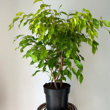 Load image into Gallery viewer, Ficus Benjamina “Lime”approximately 2 ft tall in 6.5&quot; Pot
