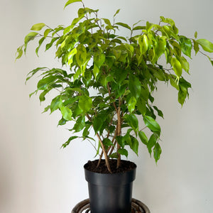 Ficus Benjamina “Lime”approximately 2 ft tall in 6.5" Pot