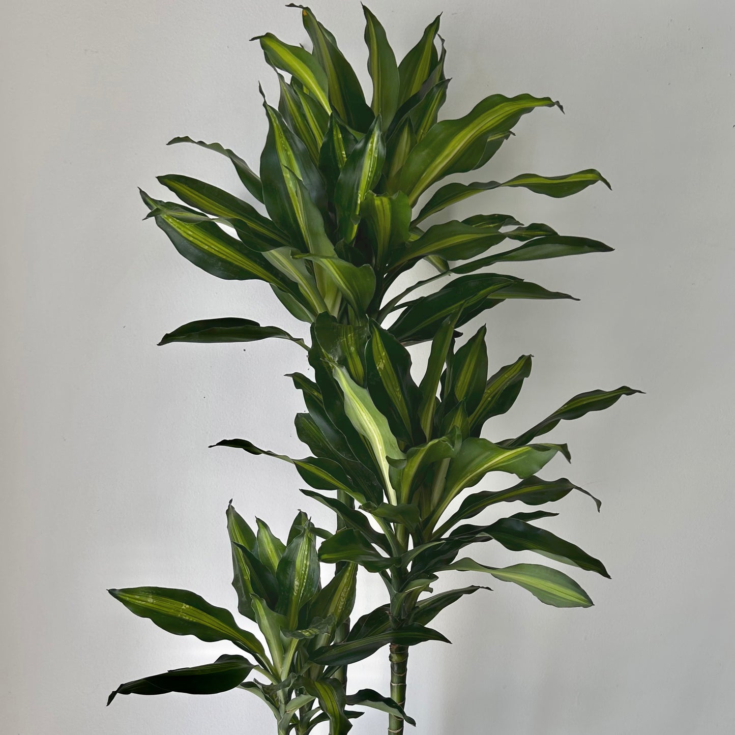 Dracaena fragrans ‘Cintho’ 8” approximately 3 ft tall in 8”pot