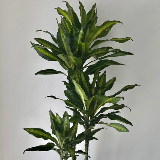Dracaena fragrans ‘Cintho’ 8” approximately 3 ft tall in 8”pot