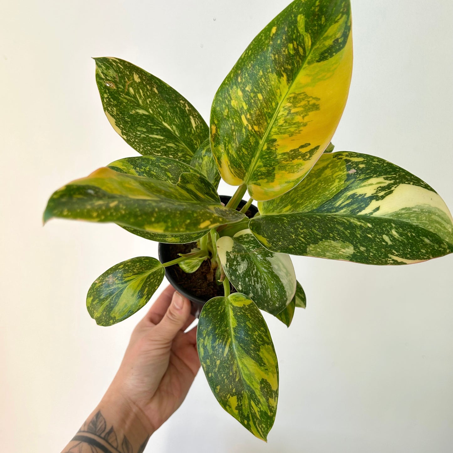 Variegated Philodendron Green Congo Nuclear 4” pots