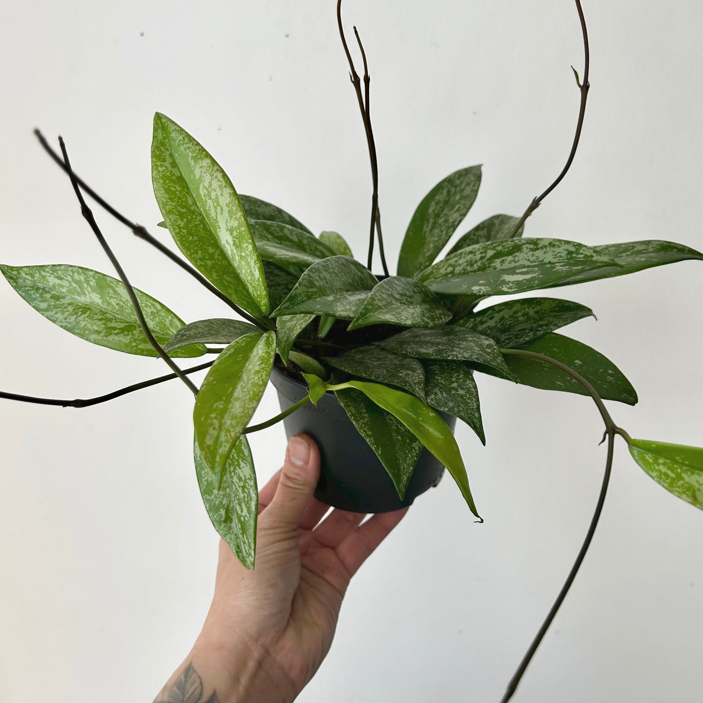 Hoya pubicalyx “Splash” 5” pot