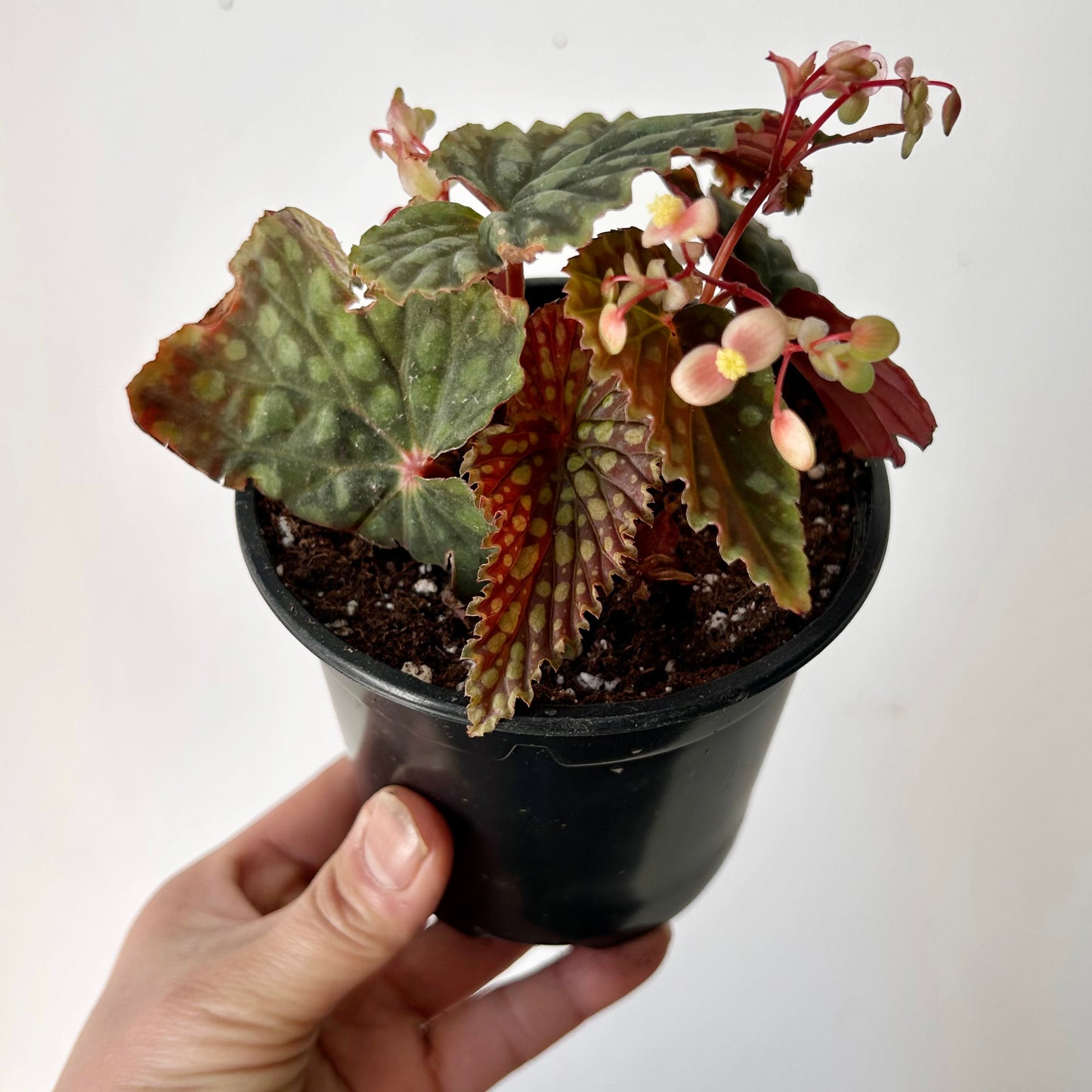 Begonia chlorosticta 4” pot