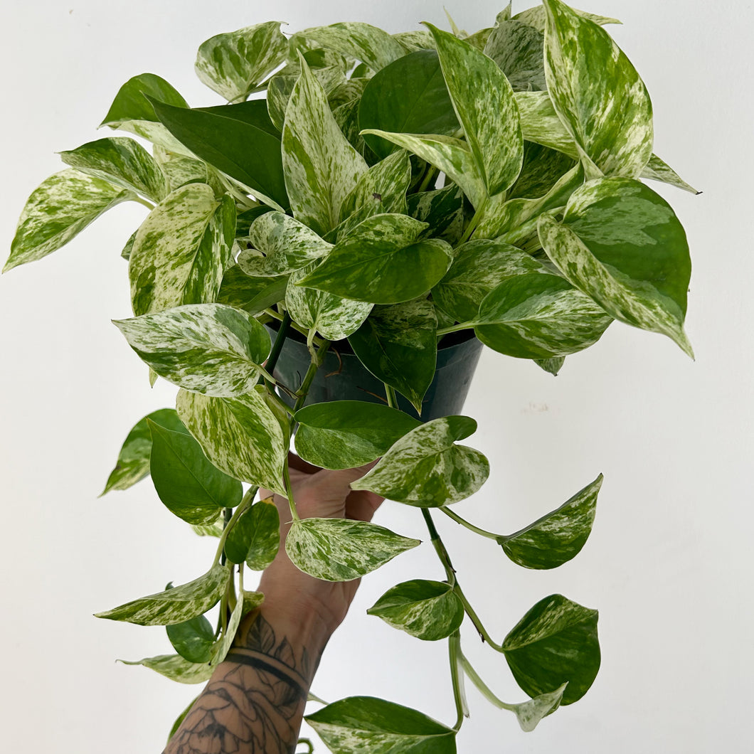 Marble Queen Pothos 6”pot