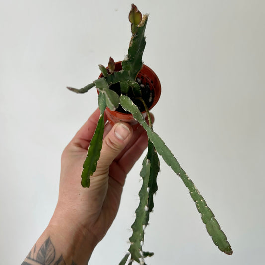 Hurricane Cactus (Lepismium cruciforme) 2”po