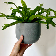 Load image into Gallery viewer, SIMCOE Modern Planter grey (available in 2 sizes)
