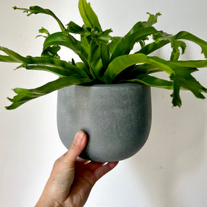 SIMCOE Modern Planter grey (available in 2 sizes)