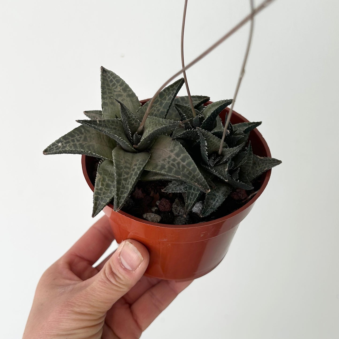 Haworthia venosa 4”pot