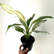 Load image into Gallery viewer, Spathiphyllum Variegated &quot;Jessica&quot; 5&quot; pot

