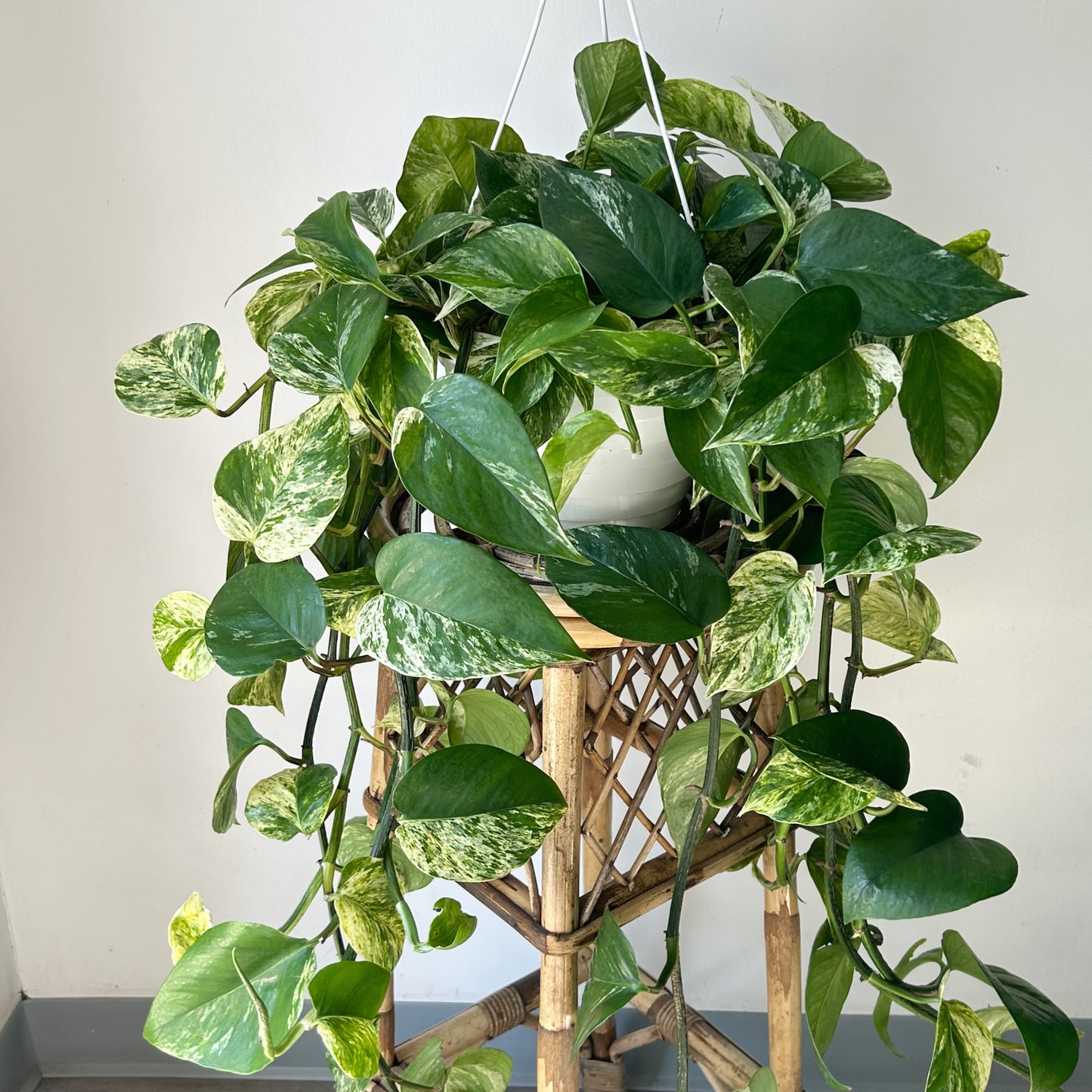 Pothos Marble Queen 8” pot