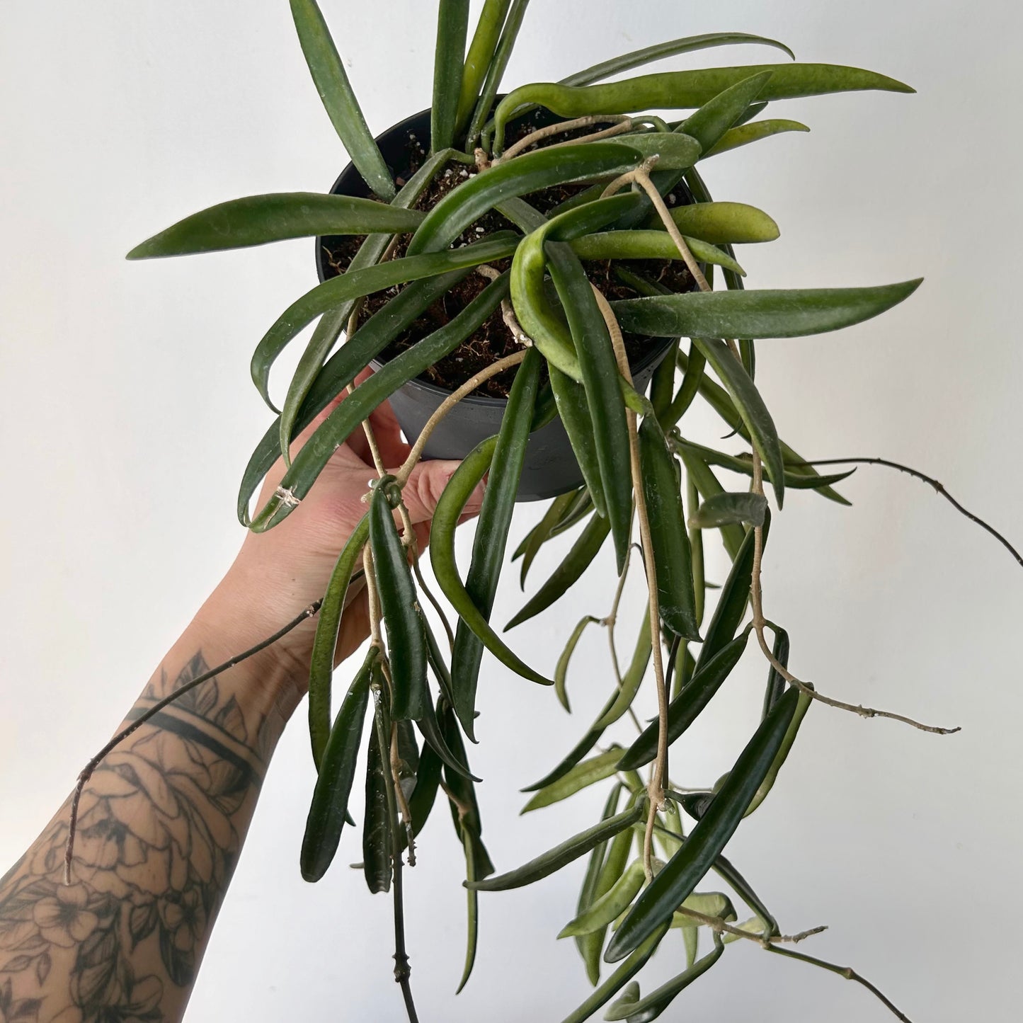 Hoya shepherdii 5”hanging basket
