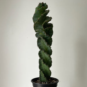 Cereus forbesii spiralis 3.25”pot