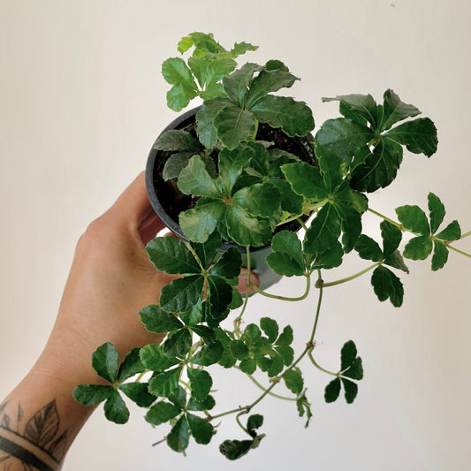Sugar Vine (Cissus Stricta) 3.5”pot