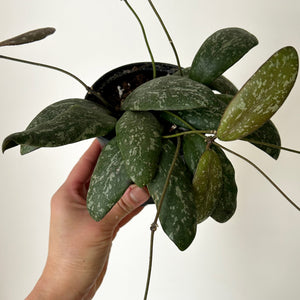 Hoya Sigillatis “Borneo” 4”pot