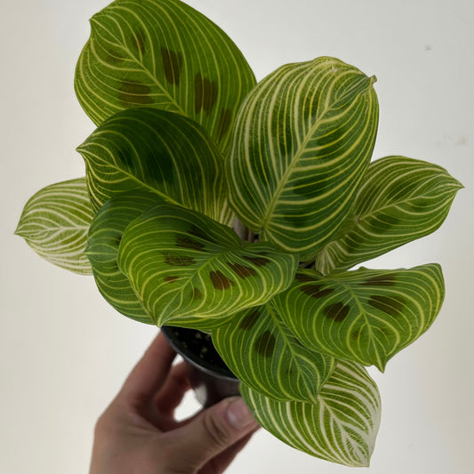 Gold Lines Prayer Plant (Maranta) 3.5” pot