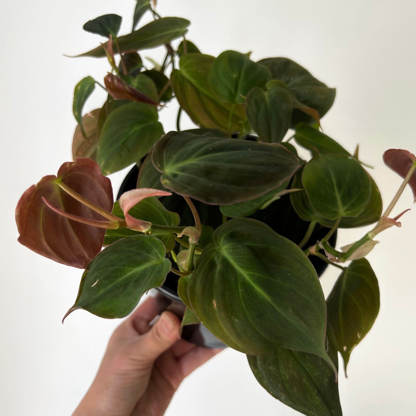 Philodendron micans 6” pot