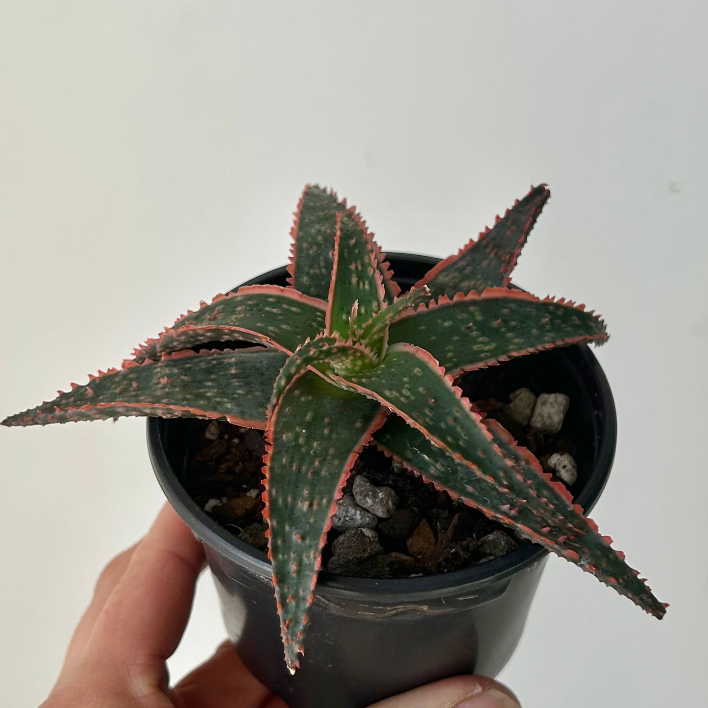 Pink Aloe 3.5”pot