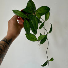 Load image into Gallery viewer, Hoya Crassipetiolata 3”pot
