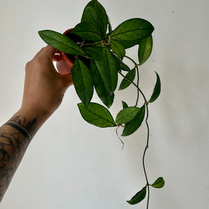 Hoya Crassipetiolata 3”pot