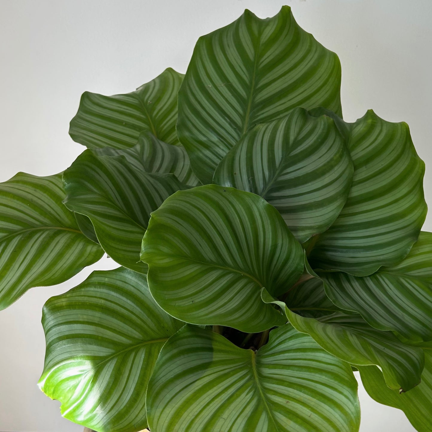 Calathea orbifolia approximately 2ft tall in 8” pot