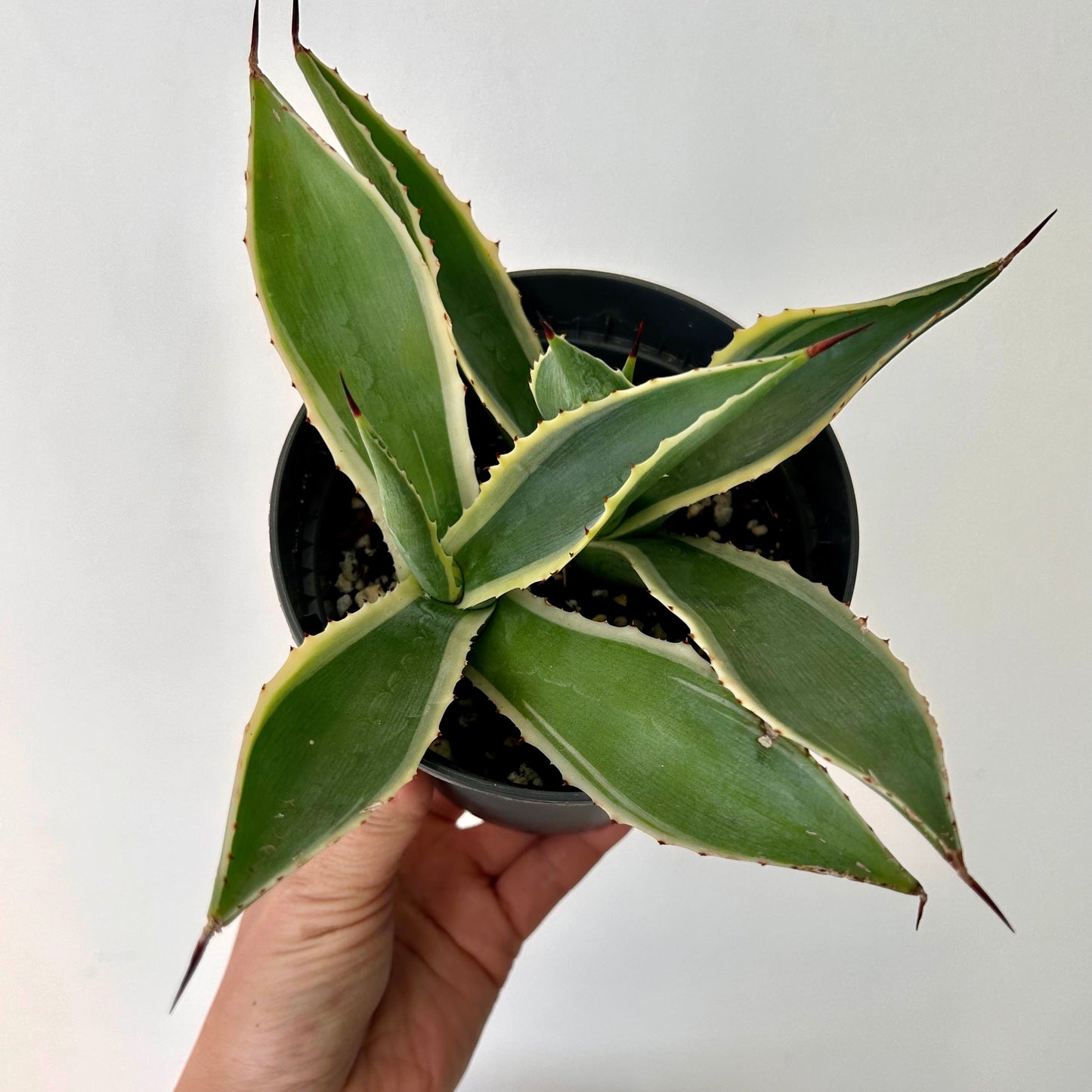 Variegated Agave 5” pot