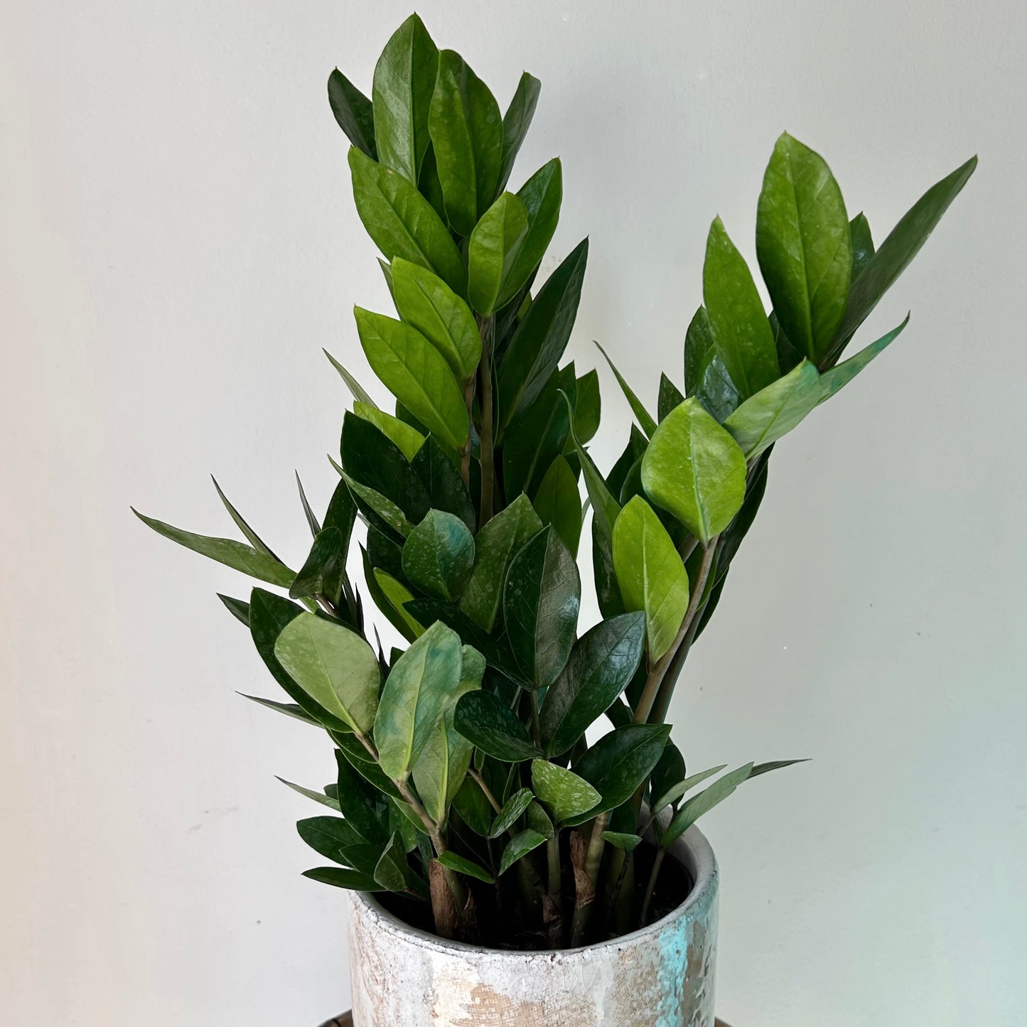 ZZ Plant (Zamioculcas Zamiifolia)  6”pot