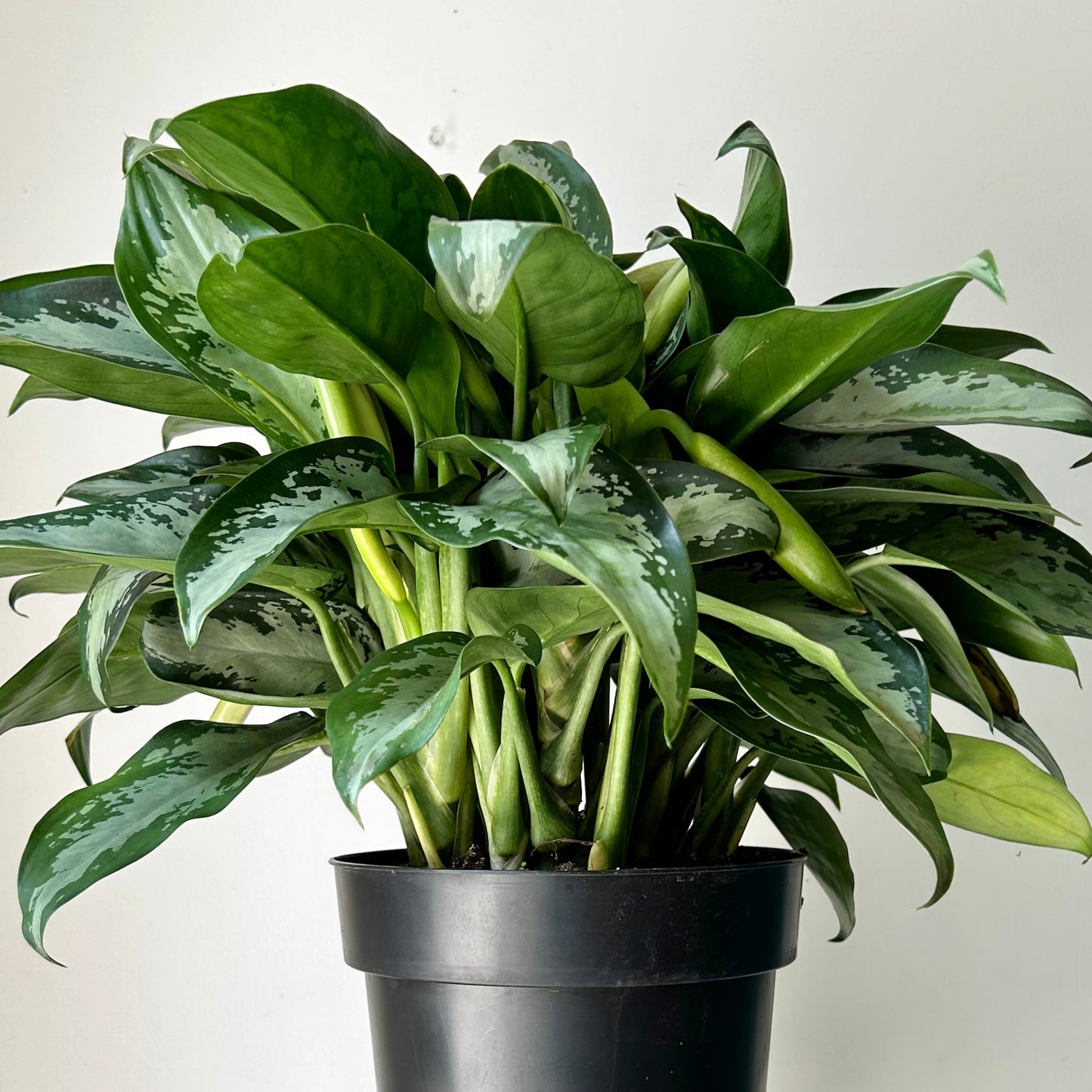 Aglaonema "Jubilee" approximately 20 inches tall in 10” pot