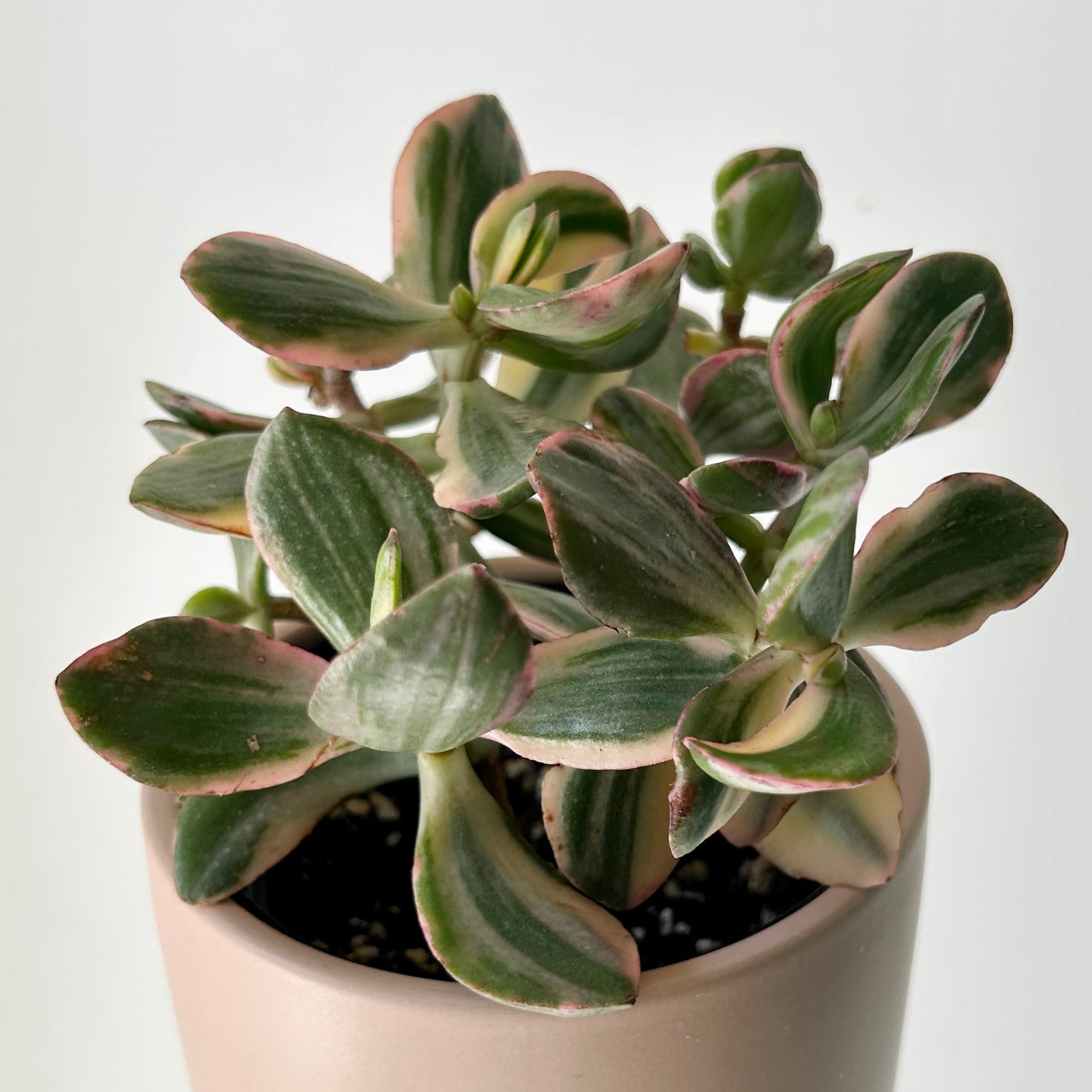 Variegated Jade Succulent  (Crassula Ovata Tricolour) 4”pot