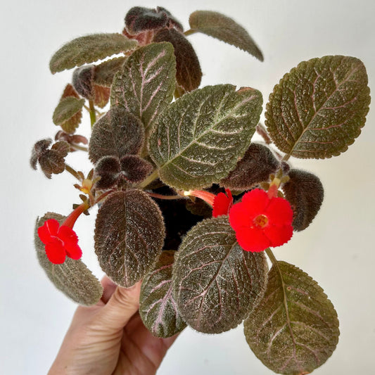 Episcia 4”pot