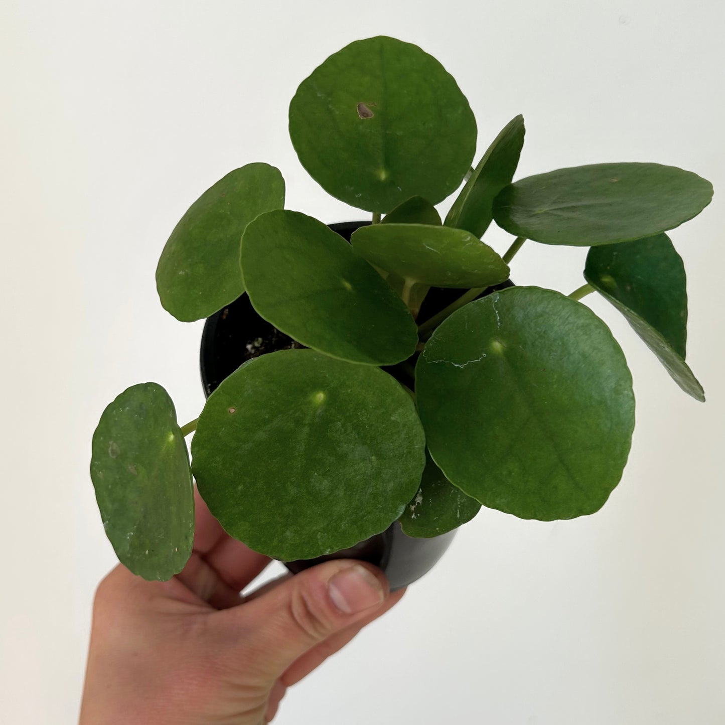 Chinese Money Plant (Pilea Peperomioides) 3.5”pot