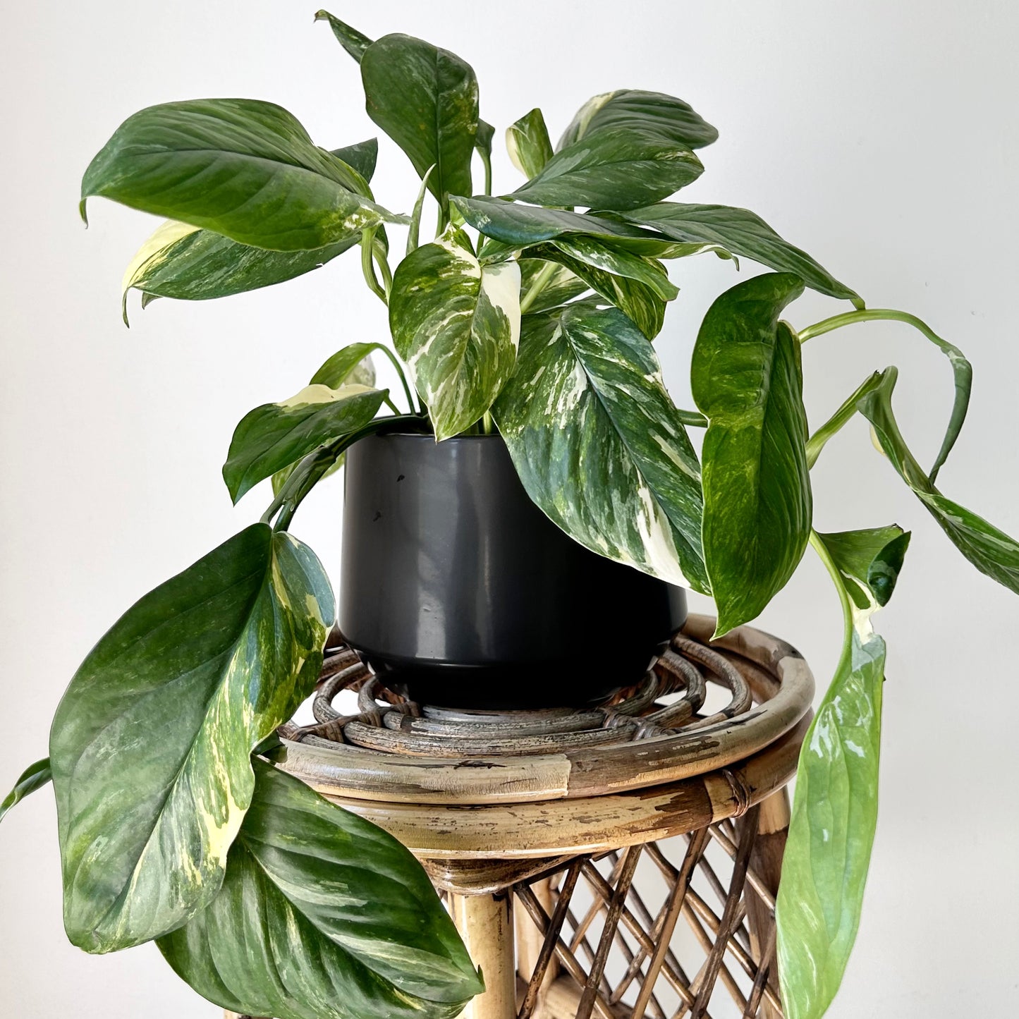 Variegated Monstera lechleriana 6” pot