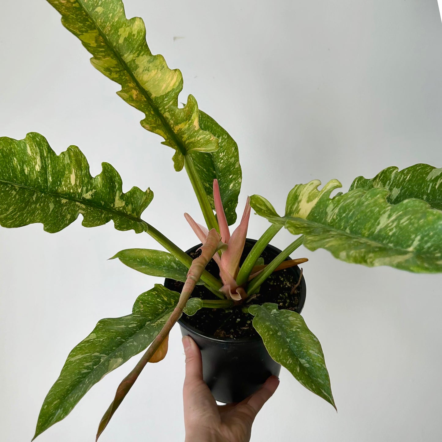Philodendron "Ring of Fire" 4”pot