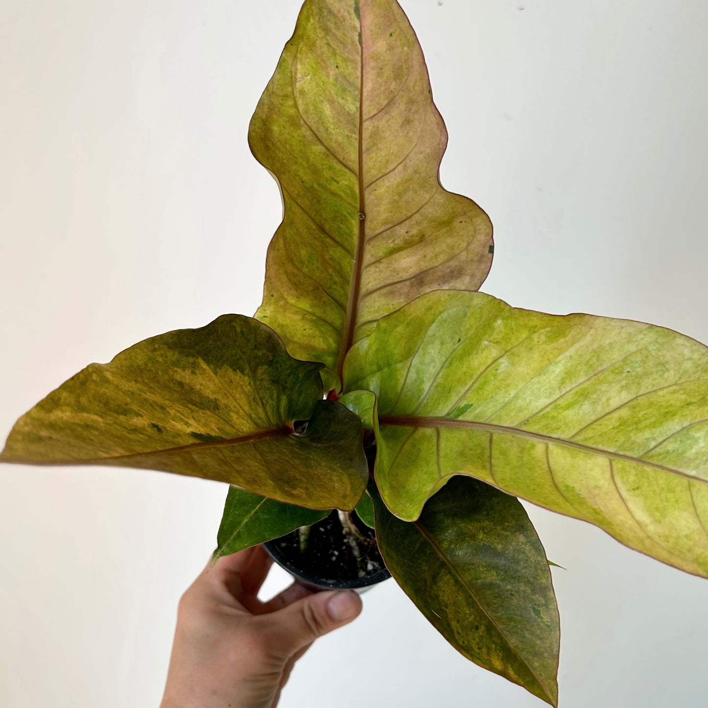 Variegated Anthurium hookeri “Renaissance” 3.5”pot