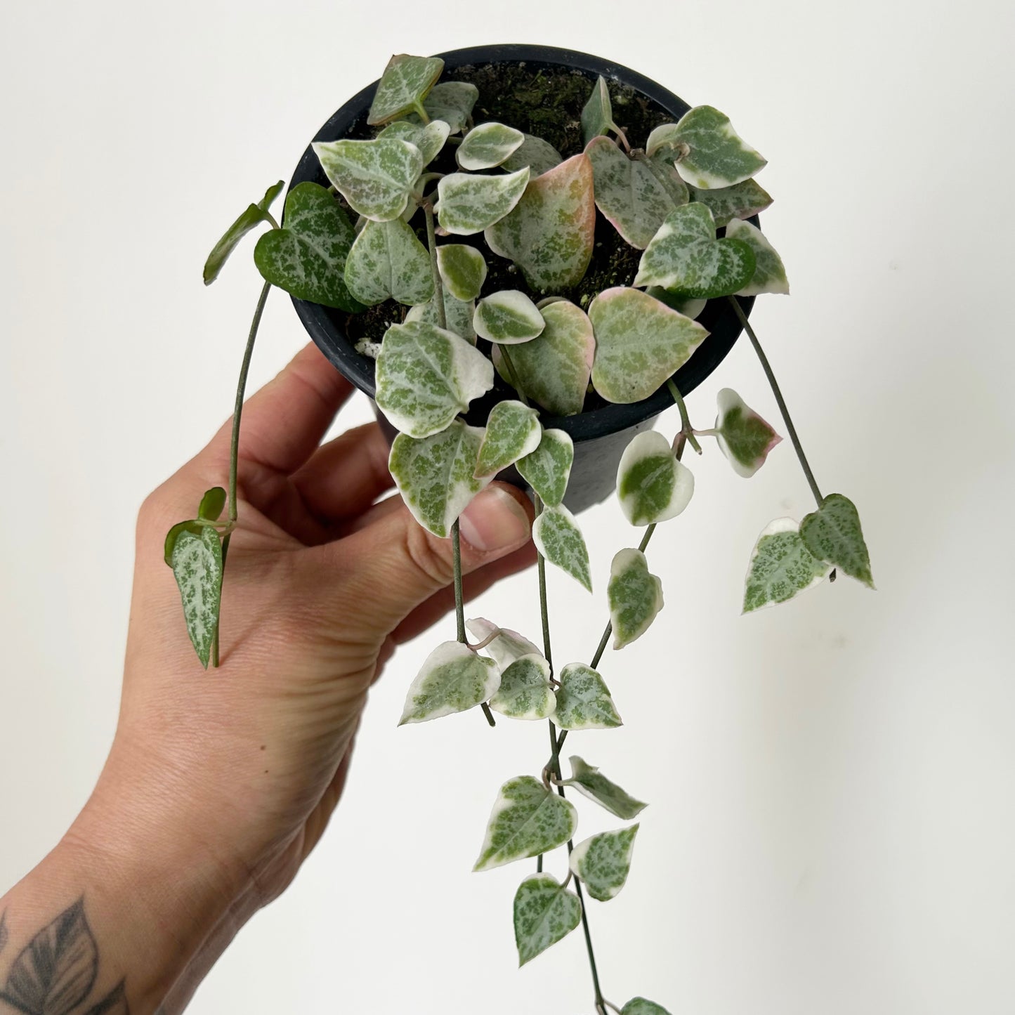 Variegated String of Arrows (Ceropegia) 3.5” pot