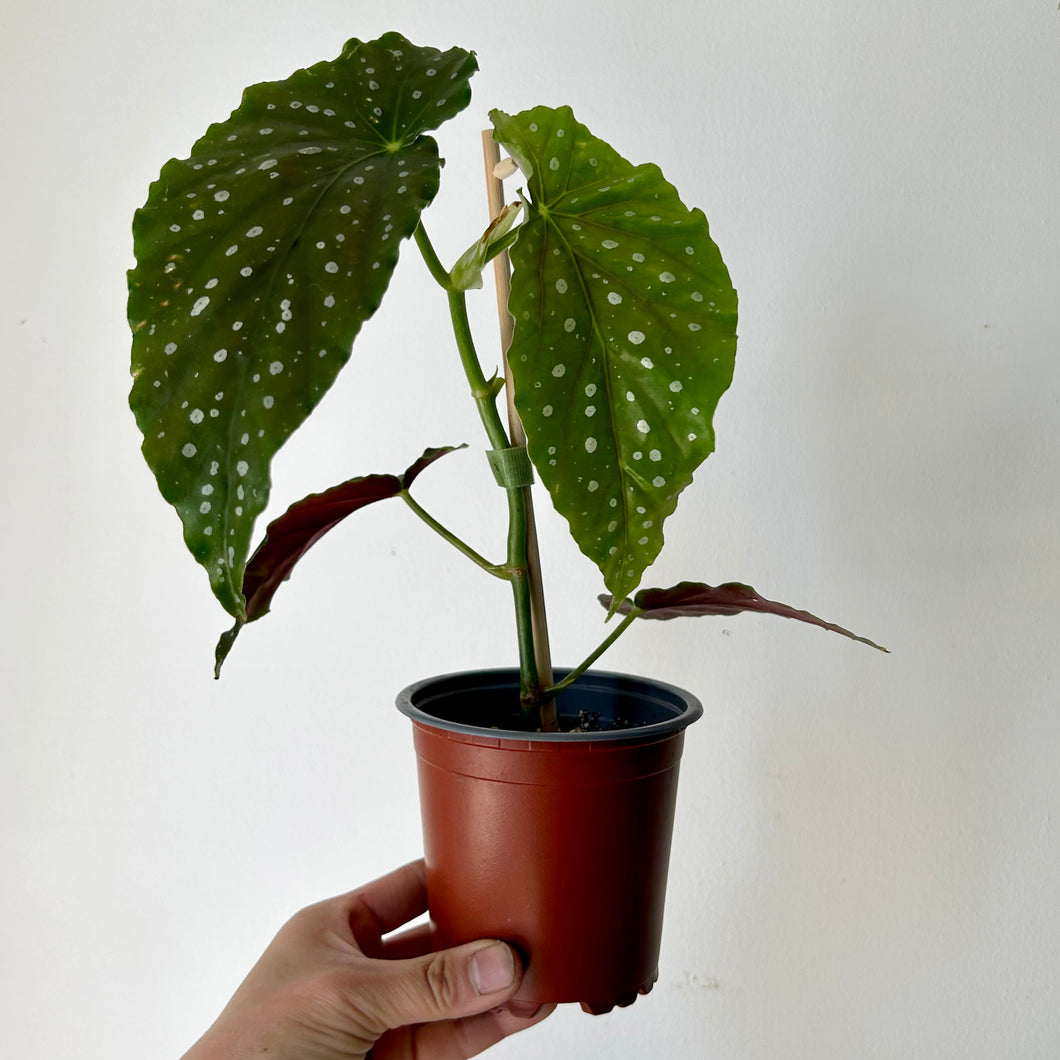 Begonia Maculata 4” pot