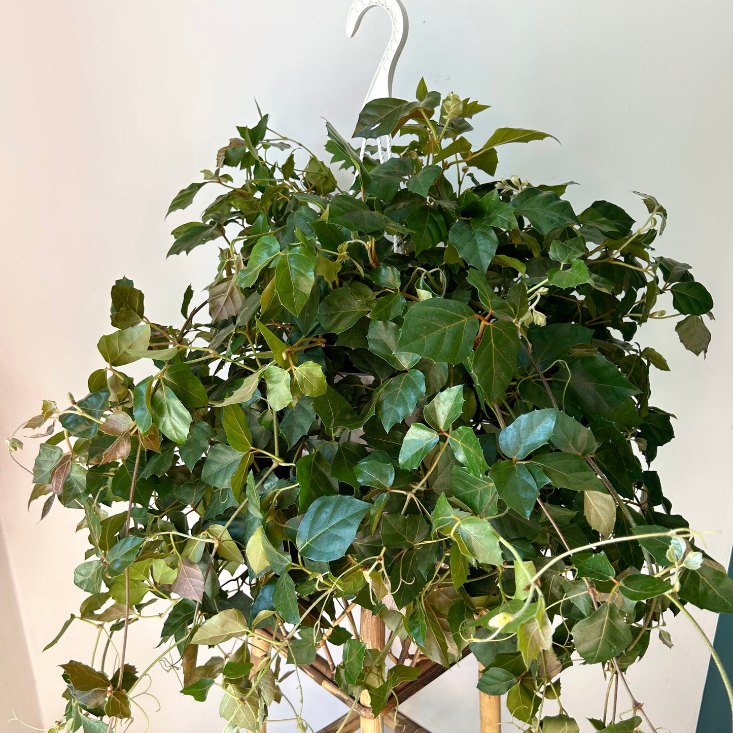 Grape Ivy (Cissus Rhombifolia) 8”Hanging Basket