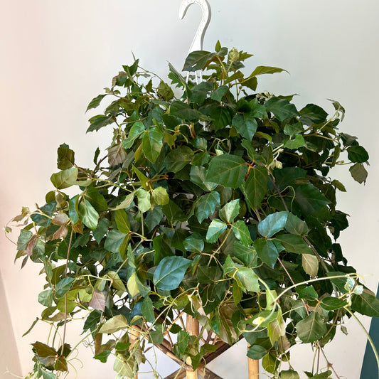 Grape Ivy (Cissus Rhombifolia) 8”Hanging Basket