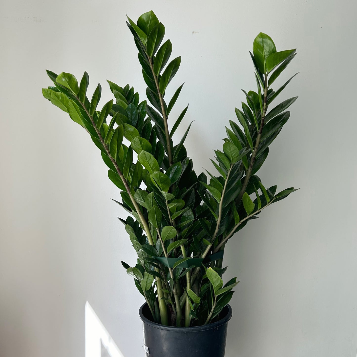 ZZ Plant (Zamioculcas Zamiifolia) approximately 2.5 ft tall in 8”pot
