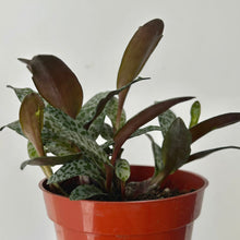 Load image into Gallery viewer, Silver Squill (Ledebouria socialis)4” pot
