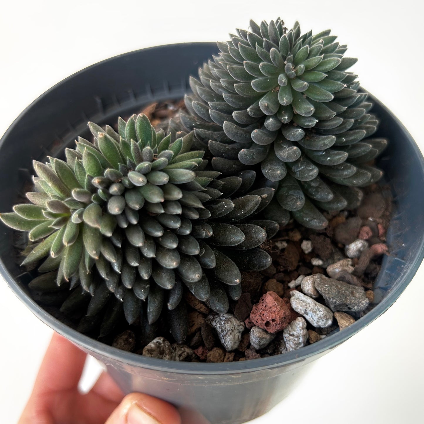 Chinese Jade Cristata (Sinocrassula Yunnanensis) 5”pot