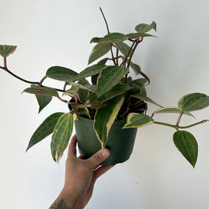 Hoya Macrophylla 6” pot